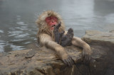 D40_2559F Japanse makaak (Macaca fuscata,Japanese macaques).jpg