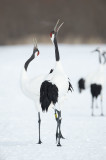 D40_2759F Japanse kraanvogel (Grus japonensis, Red-crowned crane).jpg