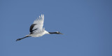 D40_6131F Japanse kraanvogel (Grus japonensis, Red-crowned crane).jpg