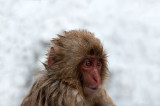 700_4835F Japanse makaak (Macaca fuscata, Japanese macaques).jpg