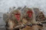 700_4945F Japanse makaak (Macaca fuscata, Japanese macaques).jpg