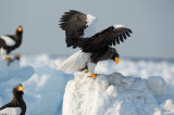 D40_5053F stellers zeearend (Haliaeetus pelagicus, Steller's sea eagle).jpg