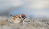 D40_0590F Japanse ringmus (Passer montanus, Japanese tree sparrow).jpg