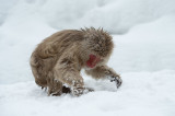 D40_2499F Japanse makaak (Macaca fuscata, Japanese macaques).jpg