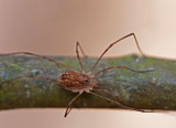 700_5706F hooiwagen (Opiliones).jpg