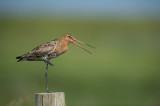 Zeeland