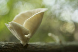 D40_7898F trechteroesterzwam (Pleurotus cornucopiae).jpg