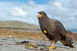 700_5496F gegroefde caracara (Phalcoboenus australis, Striated Caracara:Johnny Rook).jpg