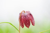 700_3250F kievitsbloem (Fritillaria meleagris, Fritillary).jpg