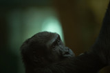 D4S_4034F westelijke laaglandgorilla (Gorilla gorilla gorilla, Western lowland gorilla).jpg