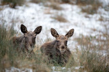 D4S_4639F eland (Alces alces, Moose).jpg