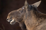 D4S_4799F eland (Alces alces, Moose).jpg