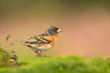 D4S_6243F keep (Fringilla montifringilla, Brambling).jpg