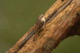 D4S_6373F boomkruiper (Certhia brachydactyla, Short-toed Treecreeper).jpg