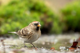 500_9303F kleine barmsijs (Acanthis cabaret, Lesser Redpoll).jpg