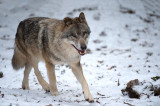 D4S_4357F wolf (Canis lupus, Wolf).jpg