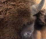 D4S_4984F wisent (Bison bonasus, European bison).jpg