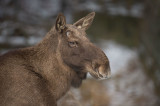 D4S_5446F eland (Alces alces, Moose).jpg