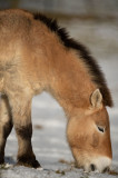 D4S_5614F przewalskipaard (Equus ferus przewalskii, Przewalskis horse).jpg