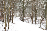 D4S_3328F NP Zuid-Kennemerland.jpg