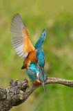 D4S_8519F ijsvogel (Alcedo atthis, Kingfisher).jpg