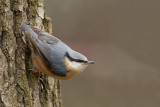 500_9382F boomklever (Sitta europaea, Eurasian Nuthatch).jpg