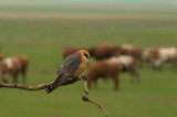 D4S_3259F roodpootvalk (Falco vespertinus, Red-footed Falcon).jpg