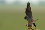 Paring/Mating