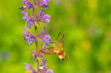 D4S_4963F glasvleugelpijlstaart (Hemaris fuciformis, Broad-bordered bee hawk-moth) op veldsalie.jpg