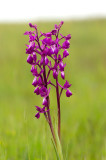 D4S_4626F ijle moerasorchis (Anacamptis laxiflora, Lax-flowered orchid).jpg