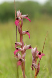 D4S_4607F gewone tongorchis (Serapias lingua, Tongue-orchid).jpg