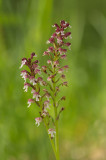 D4S_5826F aangebrande orchis (Neotinea ustulata, Burnt orchid).jpg