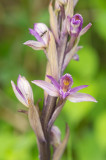 D4S_5952F paarse aspergeorchis (Limodorum abortivum, Violet Limodore).jpg