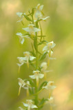 D4S_5651F bergnachtorchis (Platanthera chlorantha, Greater butterfly-orchid).jpg