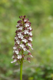 D4S_5788F purperorchis (Orchis purpurea, Lady orchid).jpg