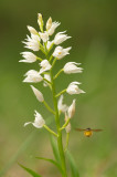 D4S_5257F wit bosvogeltje (Cephalanthera longifolia, Narrow-leaved Helleborine).jpg