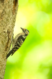 D4S_0503F kleine bonte specht (Dryobates minor, Lesser Spotted Woodpecker).jpg
