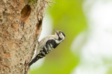 D4S_9549F kleine bonte specht (Dryobates minor, Lesser Spotted Woodpecker).jpg