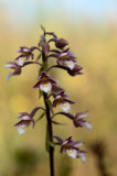 D4S_0416F moeraswespenorchis (Epipactis palustris, Marsh helleborine).jpg