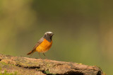 D4S_7139F gekraagde roodstaart (Phoenicurus phoenicurus, Common redstart).jpg