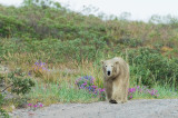 D4S_7660F ijsbeer (Ursus maritimus, Polar bear).jpg