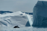 D4S_9858F bultrugwalvis (Megaptera novaeangliae, Humpback whale).jpg