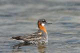 700_8598F grauwe franjepoot (Phalaropus lobatus, Red-necked phalarope).jpg