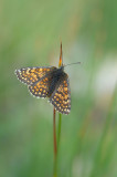 D4S_2550F alpenparelmoervlinder (Melitaea varia, Grisons fritillary).jpg