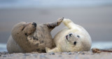 D40_3878F grijze zeehond (Halichoerus grypus, Grey Seal).jpg