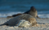 D40_4363F grijze zeehond (Halichoerus grypus, Grey Seal).jpg