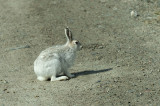 D4S_7774F poolhaas (Lepus arcticus, Arctic hare, Ukaleq qaqortoq).jpg