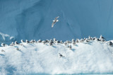 D4S_9941F drieteenmeeuw (Rissa tridactyla, Black-legged kittiwake).jpg