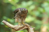 D4S_9654F havik (Accipiter gentilis, Northern goshawk).jpg