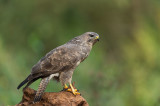 D4S_3518F buizerd (Buteo buteo, Buzzard).jpg